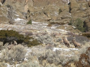 Sheep on Deer Creek